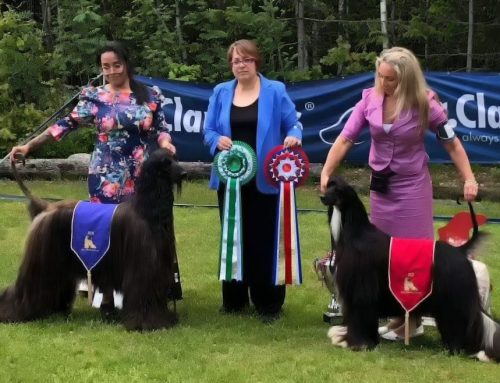 Afghanhounds of Norway Specialty 2019