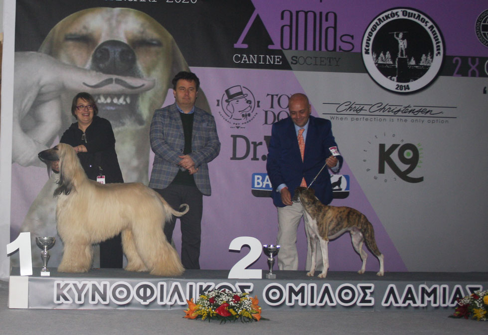 Afghan Hound Greece