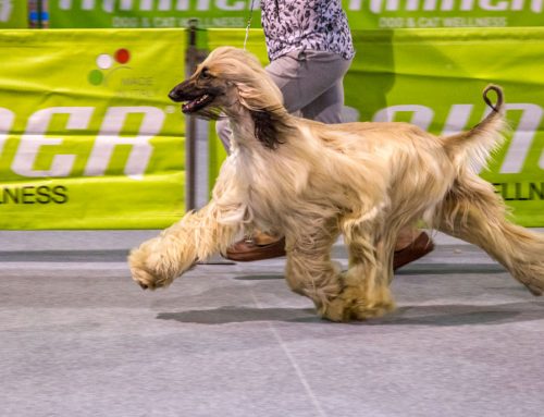 Kennel Club of Greece Point system for 2020