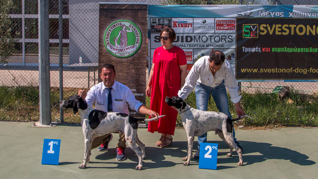 Pointer Setter Club of Greece 71st Special Show 19/07/2020 AfghanHound